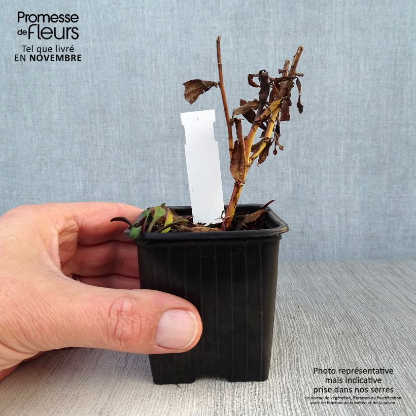 Exemplaar van Dwergaster Starlight Kweekpotje van 8/9 cm zoals geleverd in de herfst