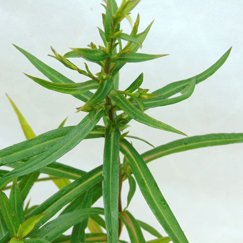 Aster dumosus Tonga - Dwergaster (Blad)