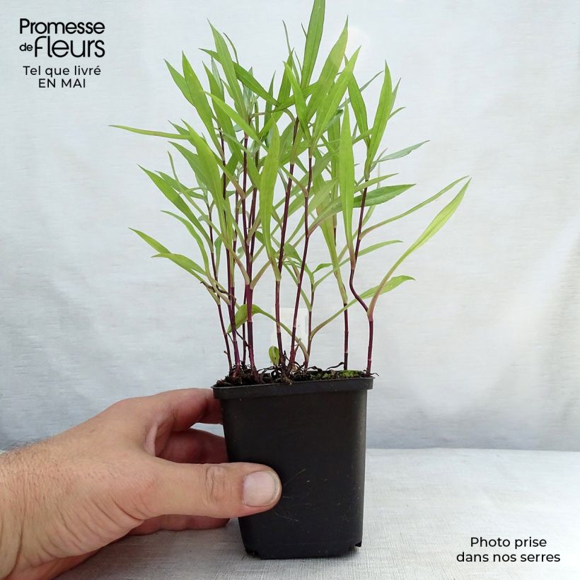 Exemplaar van Aster dumosus Tonga - Dwergaster Kweekpotje van 8/9 cm zoals geleverd in de lente