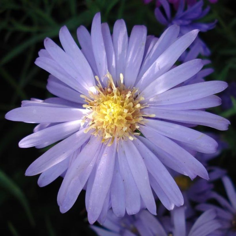 Aster Lady In Blue - Dwergaster (Bloei)