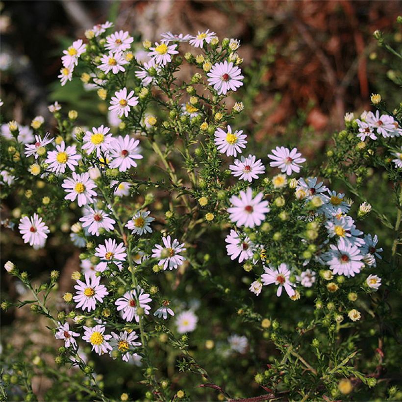 Aster ericoïdes Pink Cloud - Septemberkruid (Bloei)