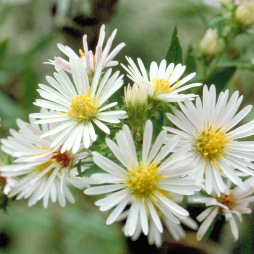 Aster ericoïdes - Septemberkruid (Bloei)