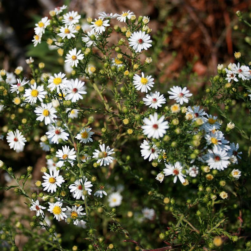 Aster ericoïdes - Septemberkruid (Groeiplaats)