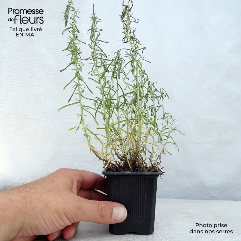 Exemplaar van Aster ericoïdes - Septemberkruid Kweekpotje van 8/9 cm zoals geleverd in de lente