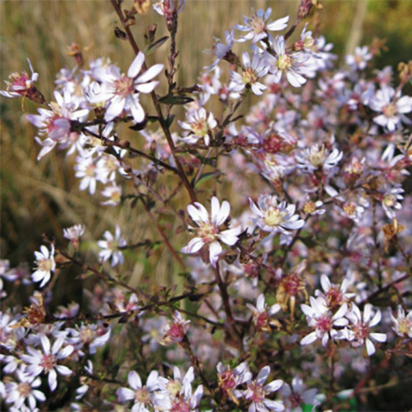 Aster ericoides Blue Star - Septemberkruid (Bloei)