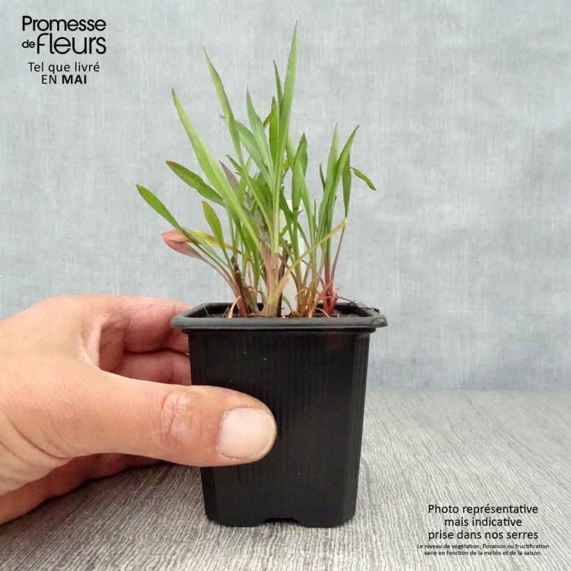 Exemplaar van Aster ericoïdes Esther - Septemberkruid Kweekpotje van 8/9 cm zoals geleverd in de lente