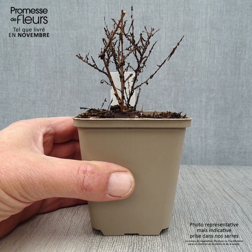 Exemplaar van Septemberkruid - Lovely Kweekpotje van 8/9 cm zoals geleverd in de herfst