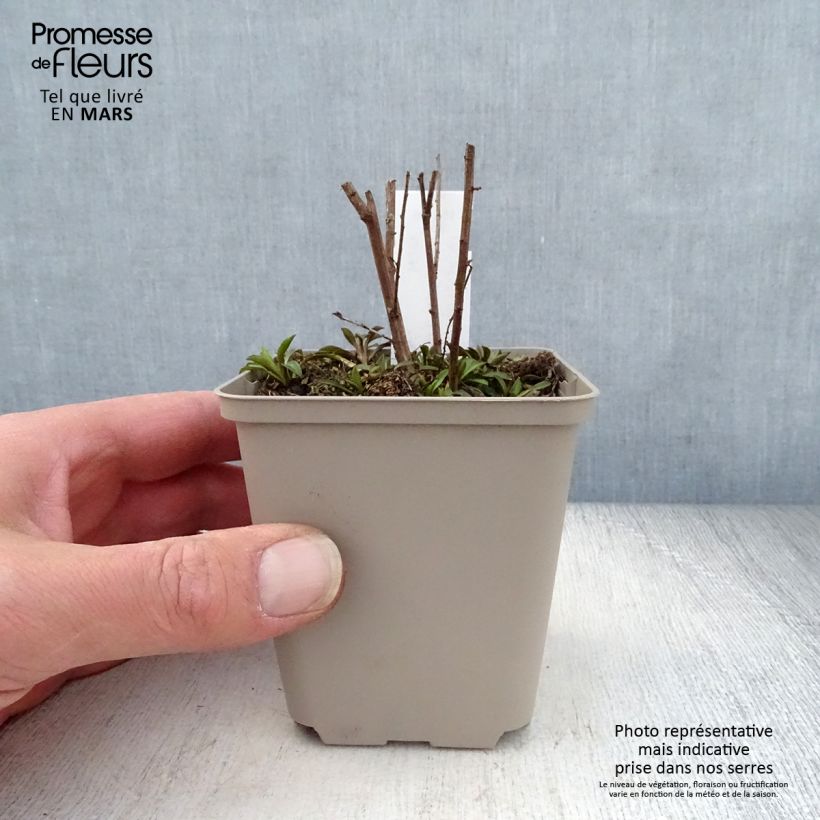 Exemplaar van Septemberkruid - Lovely Kweekpotje van 8/9 cm zoals geleverd in de lente