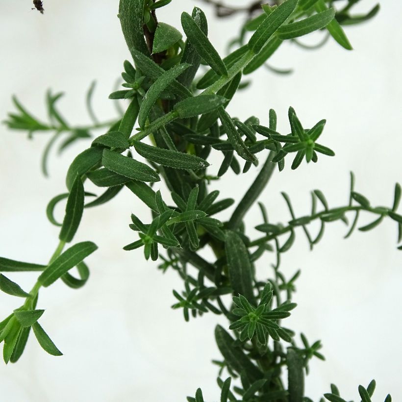 Aster ericoïdes f. prostratus - Septemberkruid (Blad)