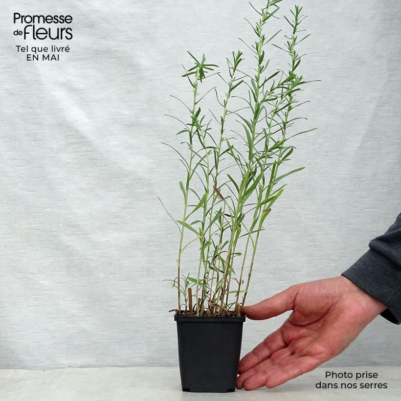 Example of Aster ericoïdes Schneetanne - Septemberkruid Kweekpotje van 8/9 cm as you get in printemps