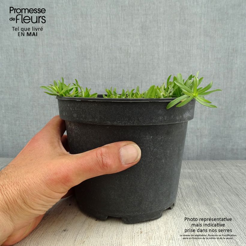 Exemplaar van Aster ericoïdes f. prostratus Snow Flurry - Septemberkruid Pot van 2 l/3 l zoals geleverd in de lente