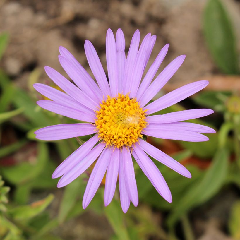Aster farreri - Herfstaster (Bloei)