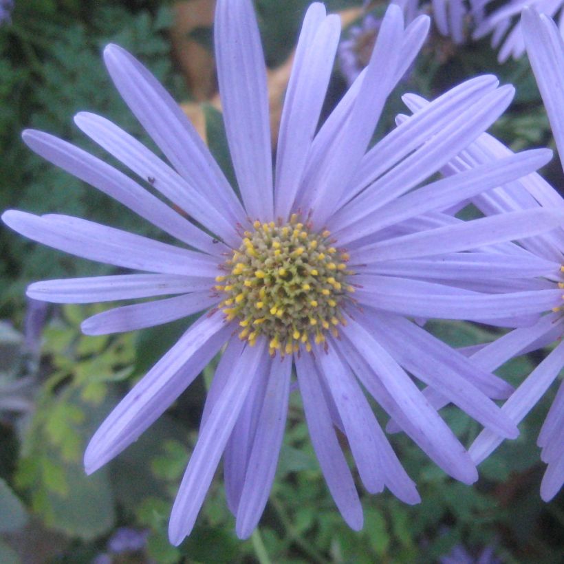 Aster Flora s Delight - Zomeraster (Bloei)