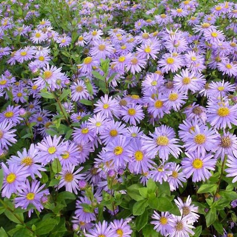 Aster frikartii Jungfrau - Zomeraster (Blad)