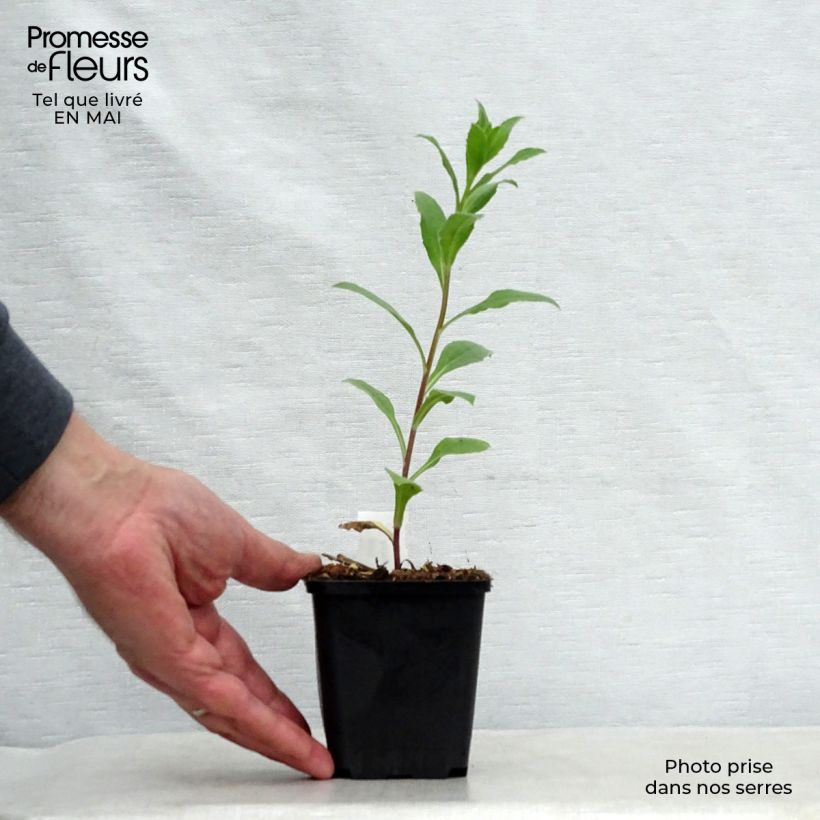 Example of Aster frikartii Mönch - Zomeraster Kweekpotje van 8/9 cm as you get in printemps