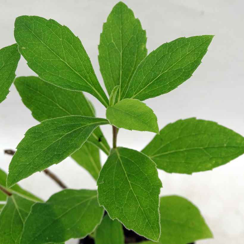 Aster frikartii Wunder von Stäfa - Zomeraster (Blad)