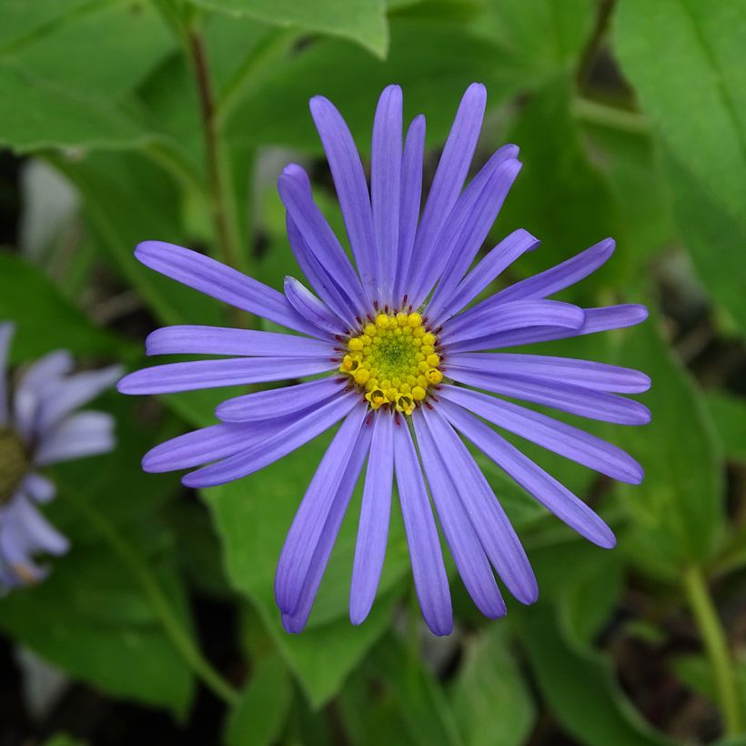 Aster frikartii Wunder von Stäfa - Zomeraster (Bloei)