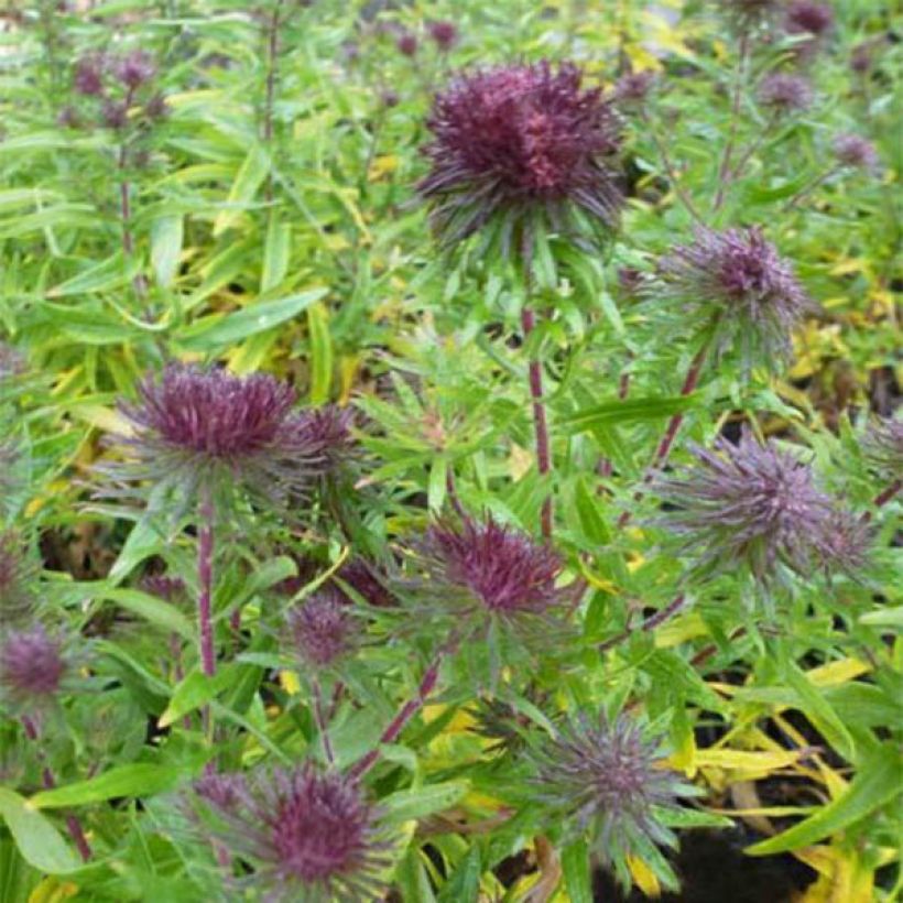 Aster Ann Leys - Nieuw-Engelse aster (Bloei)