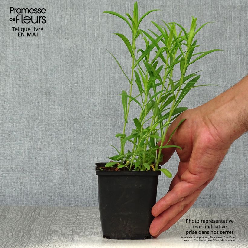 Exemplaar van Aster Ann Leys - Nieuw-Engelse aster Kweekpotje van 8/9 cm zoals geleverd in de lente