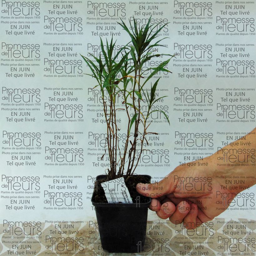 Voorbeeld van een exemplaar van Aster Ochtendgloren - Herfstaster Kweekpotje van 8/9 cm zoals geleverd