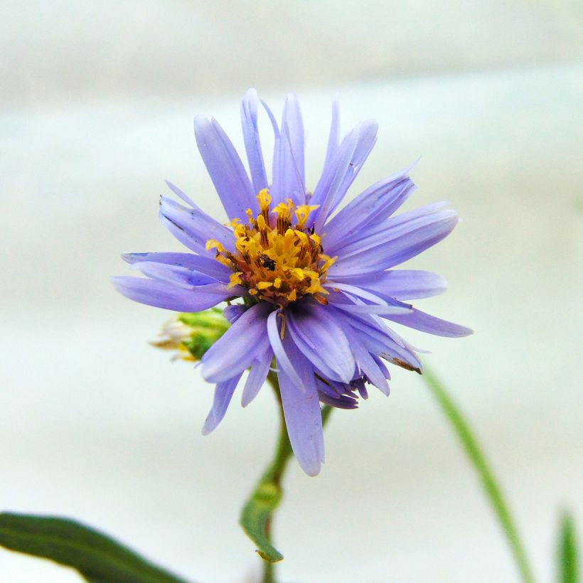 Aster laevis - Gladde aster (Bloei)