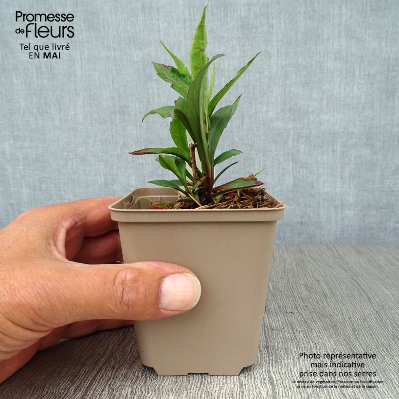 Exemplaar van Aster laevis Calliope - Gladde aster Kweekpotje van 8/9 cm zoals geleverd in de lente