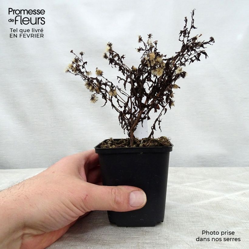 Exemplaar van Aster lateriflorus Coombe Fishacre - Herfstaster Kweekpotje van 8/9 cm zoals geleverd in de winter