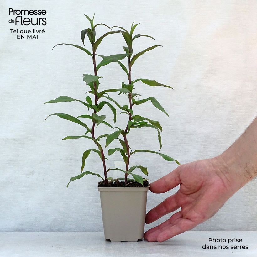 Exemplaar van Aster lateriflorus Horizontalis - Herfstaster Kweekpotje van 8/9 cm zoals geleverd in de lente