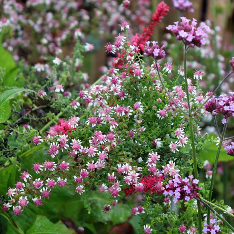 Aster lateriflorus Horizontalis - Herfstaster (Groeiplaats)