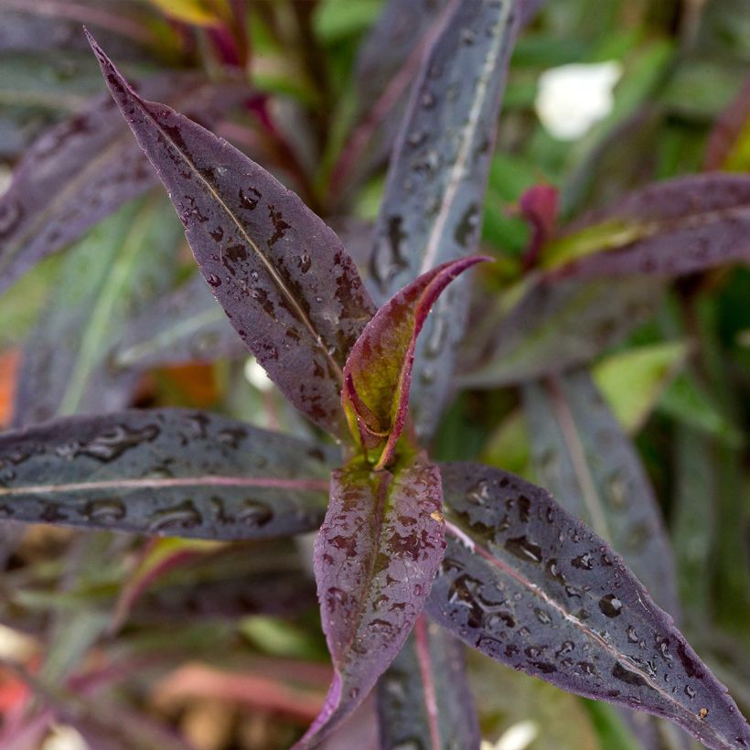 Aster lateriflorus Lady In Black - Herfstaster (Blad)