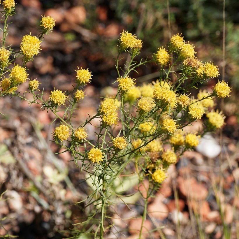Aster linosyris - Kalkaster (Bloei)