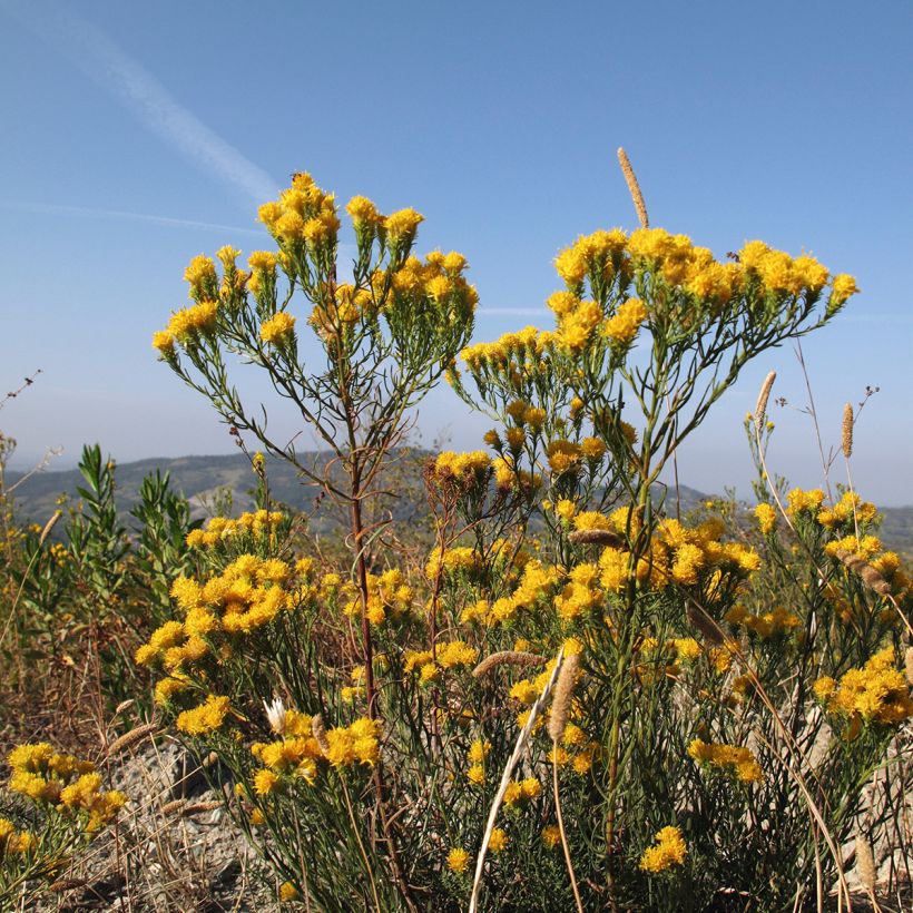 Aster linosyris - Kalkaster (Groeiplaats)