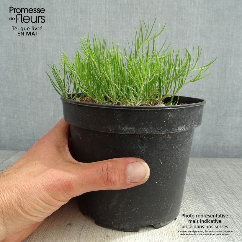 Exemplaar van Aster linosyris - Kalkaster Pot van 2 l/3 l zoals geleverd in de lente
