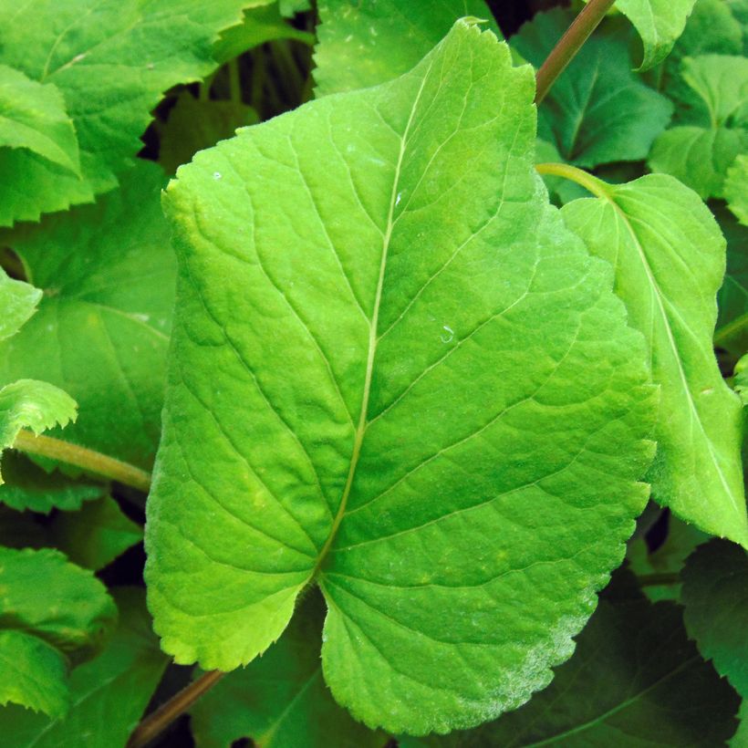 Aster macrophyllus - Grootbladige aster (Blad)