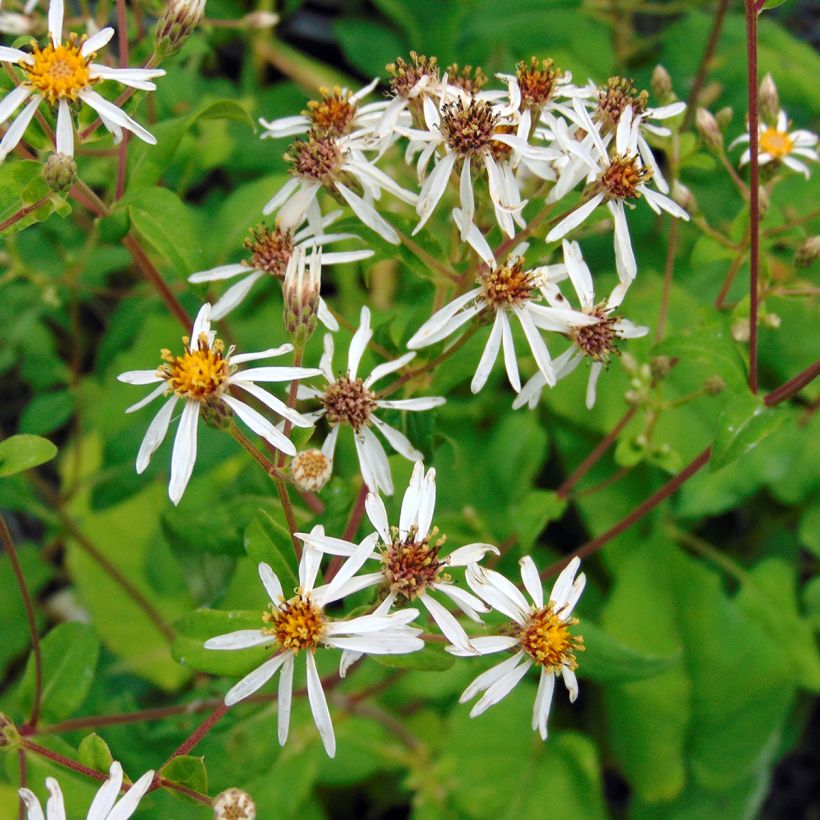 Aster macrophyllus - Grootbladige aster (Bloei)