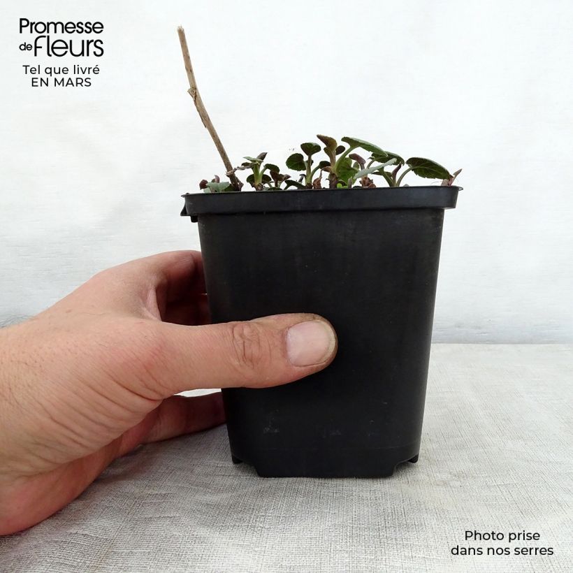 Exemplaar van Aster macrophyllus Albus - Grootbladige aster Kweekpotje van 8/9 cm zoals geleverd in de lente