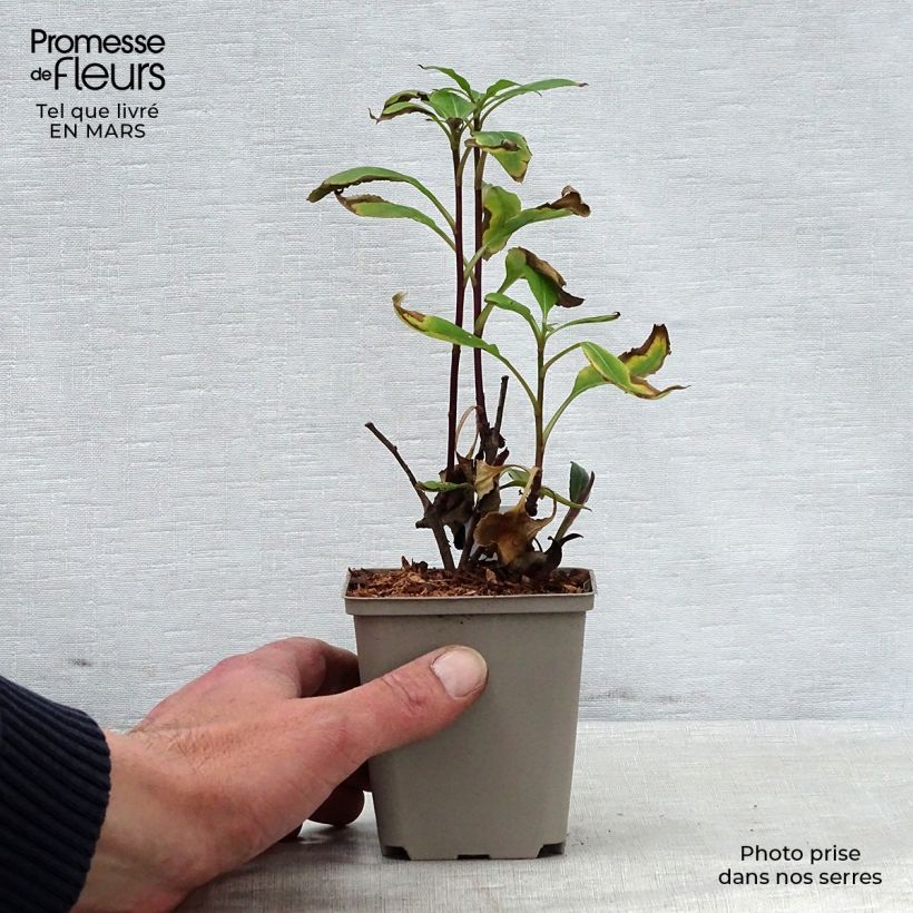 Exemplaar van Aster Twilight - Grootbladige aster Kweekpotje van 8/9 cm zoals geleverd in de lente