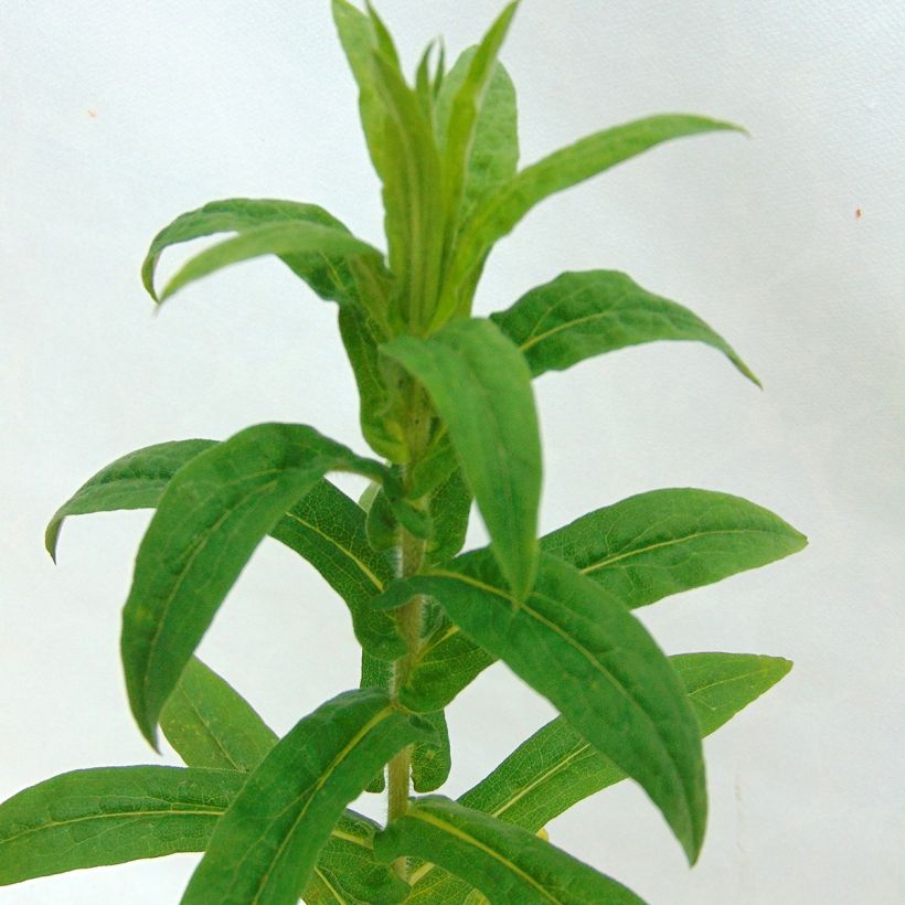 Aster novae-angliae Andenken an Alma Pötschke - Nieuw-Engelse aster (Foliage)