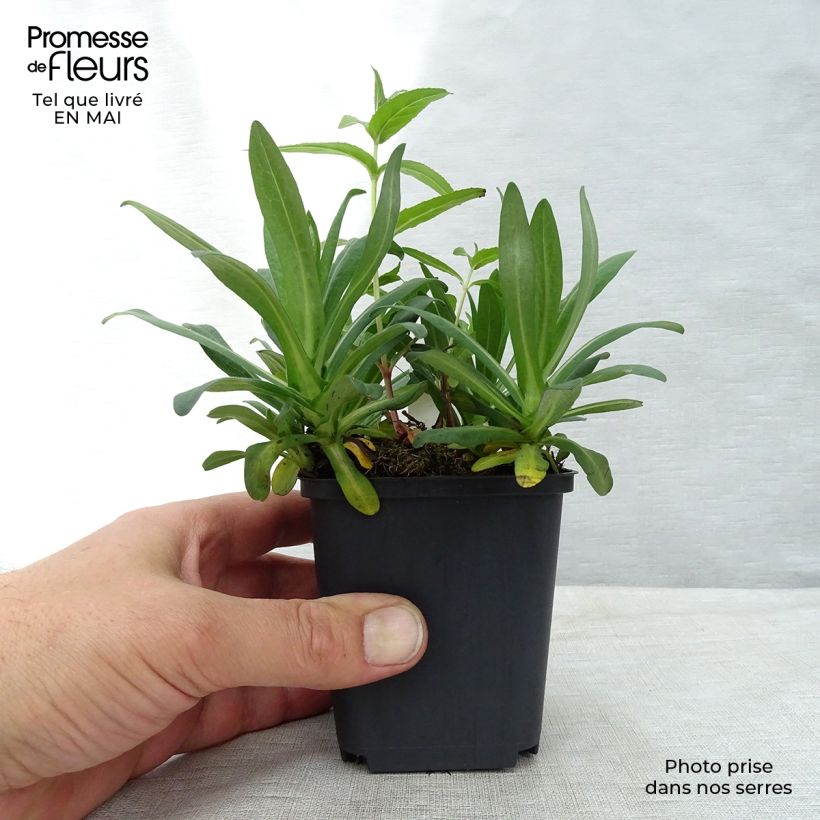 Example of Aster novae-angliae Andenken an Alma Pötschke - Nieuw-Engelse aster Kweekpotje van 7/8 cm as you get in printemps