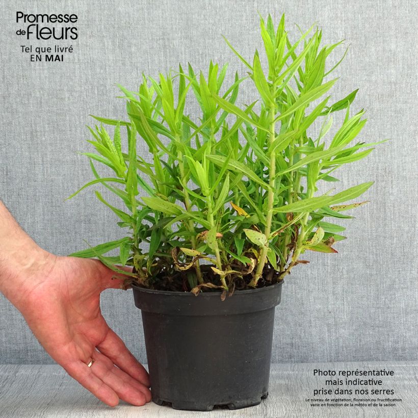 Exemplaar van Aster novae-angliae Andenken an Alma Pötschke - Nieuw-Engelse aster Pot van 2 l/3 l zoals geleverd in de lente