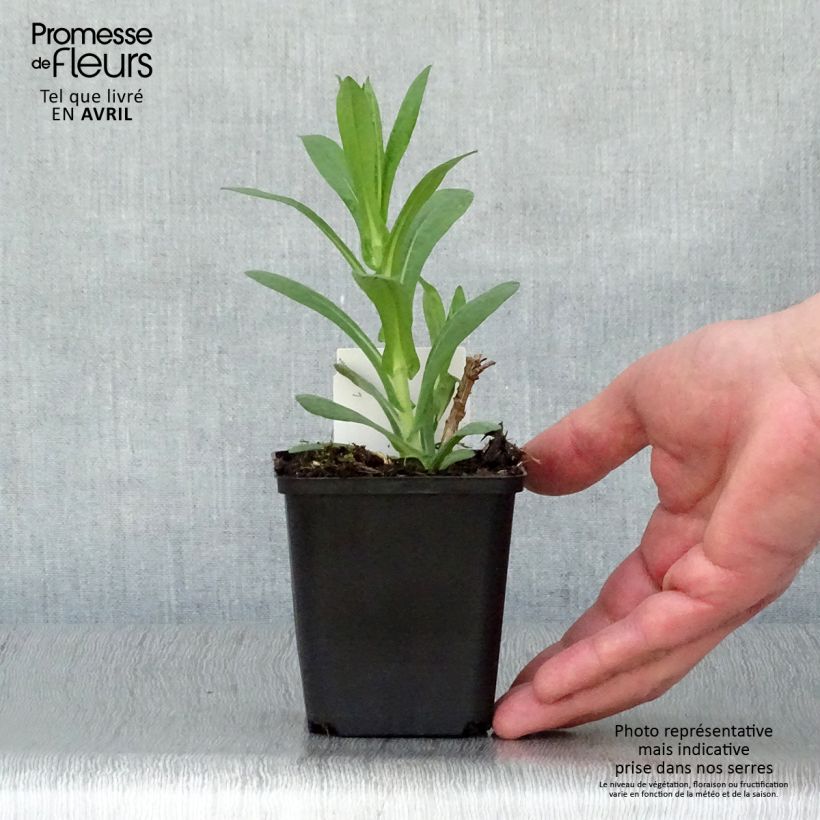 Exemplaar van Aster novae-angliae Andenken an Paul Gerber - Nieuw-Engelse aster Kweekpotje van 8/9 cm zoals geleverd in de lente