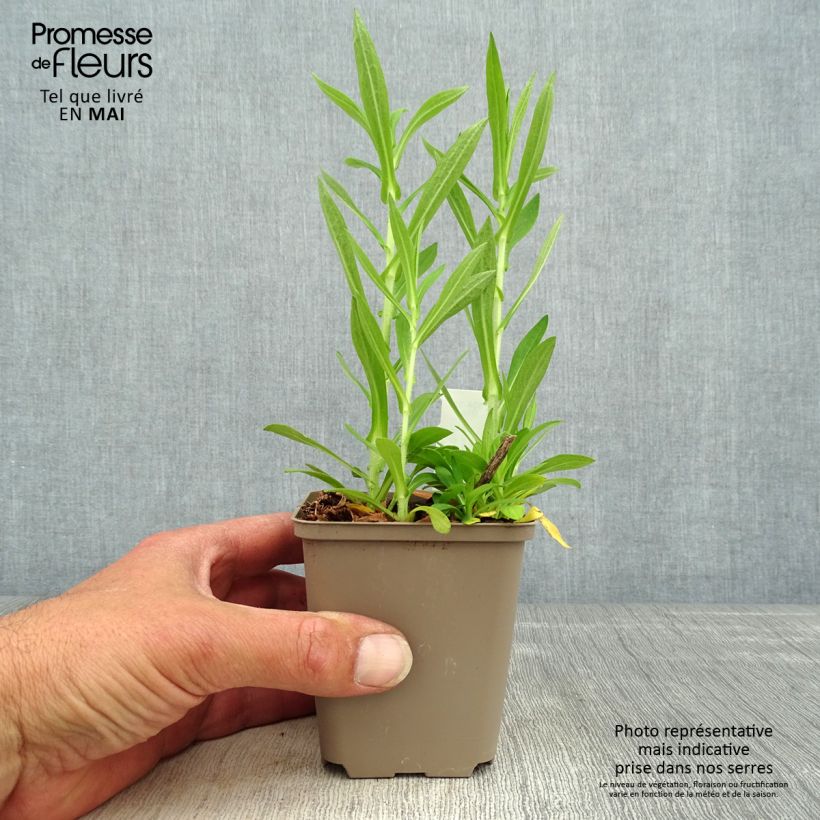 Exemplaar van Aster novae-angliae Annabelle de Chazal - Nieuw-Engelse aster Kweekpotje van 8/9 cm zoals geleverd in de lente