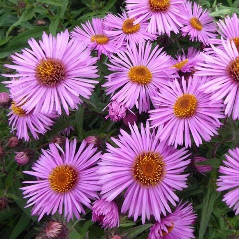 Aster novae-angliae Barrs Pink - Nieuw-Engelse aster (Flowering)