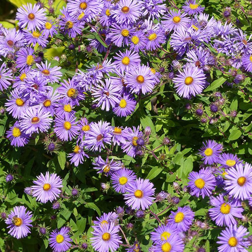 Aster novae-angliae Barrs Blue - Nieuw-Engelse aster (Flowering)