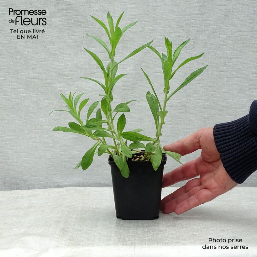 Example of Aster novae-angliae Barrs Blue - Nieuw-Engelse aster Kweekpotje van 8/9 cm as you get in printemps