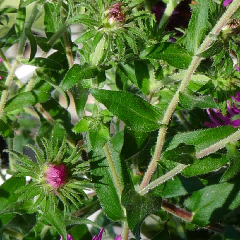 Aster novae-angliae Constanz - Nieuw-Engelse aster (Blad)