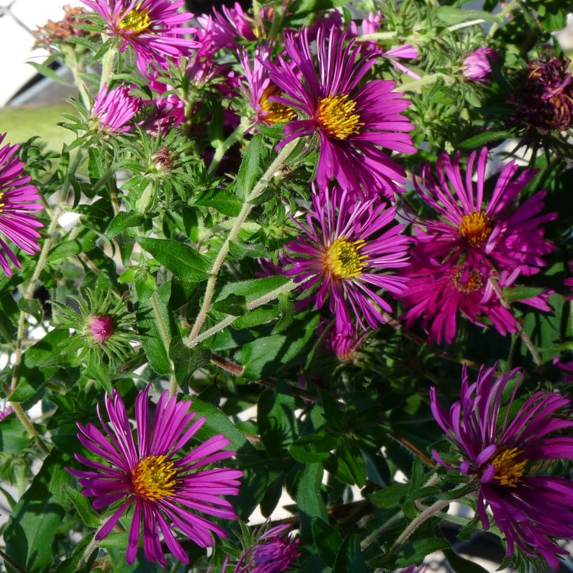 Aster novae-angliae Constanz - Nieuw-Engelse aster (Groeiplaats)