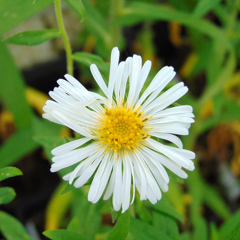 Aster novae-angliae Herbstschnee - Nieuw-Engelse aster (Flowering)