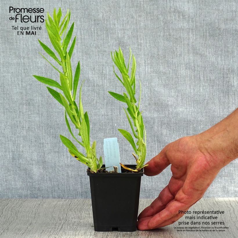 Example of Aster novae-angliae Herbstschnee - Nieuw-Engelse aster Kweekpotje van 8/9 cm as you get in printemps