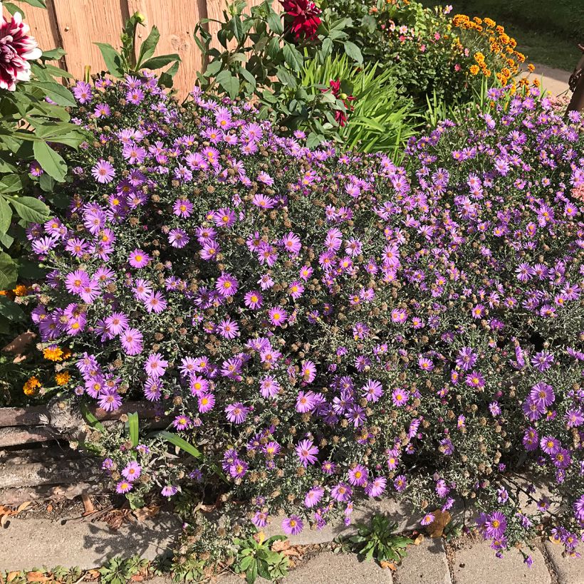 Aster novae-angliae Purple Dome - Nieuw-Engelse aster (Groeiplaats)